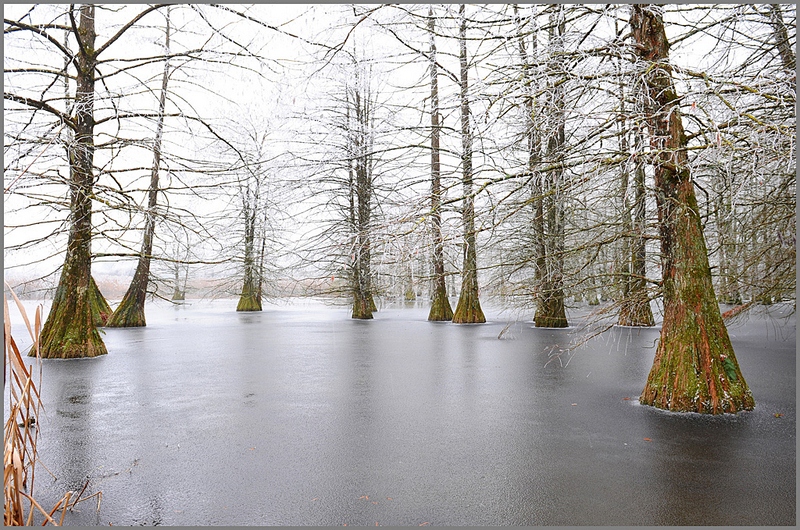 1061 - ETANG GELE - VANNEUVILLE JACQUES - france.jpg
